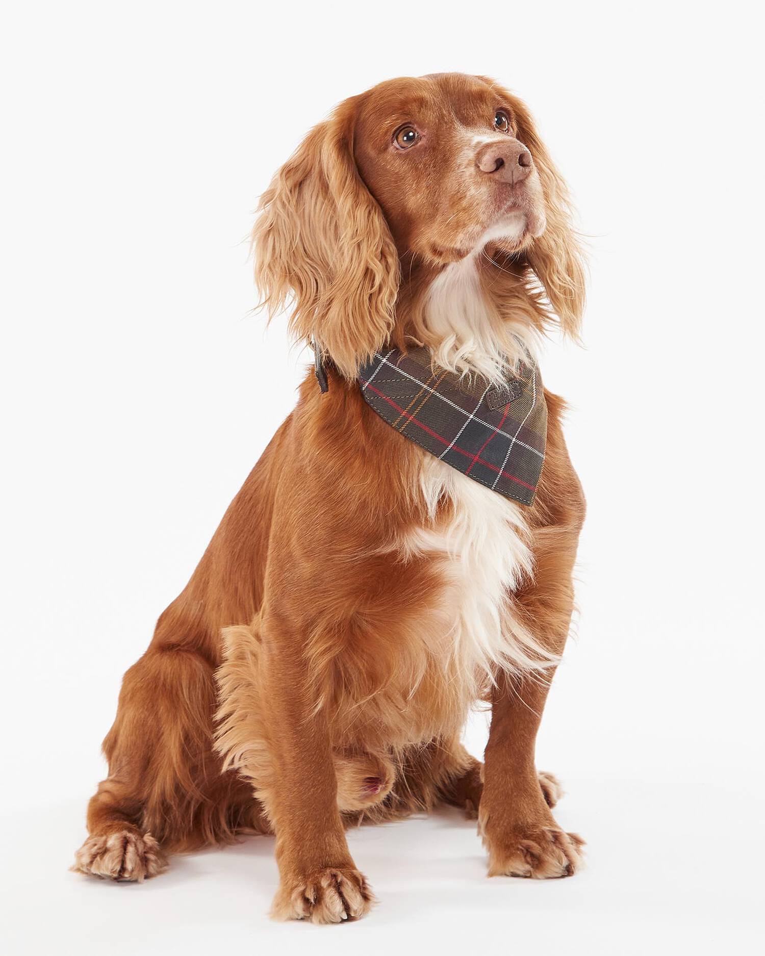 Barbour logo-dog-bandana-classic-tartan – Legend Story