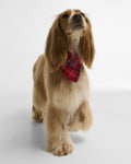 Cardinal Tartan
