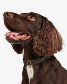 Barbour tartan-webbing-collar-classic-tartan – Legend Story