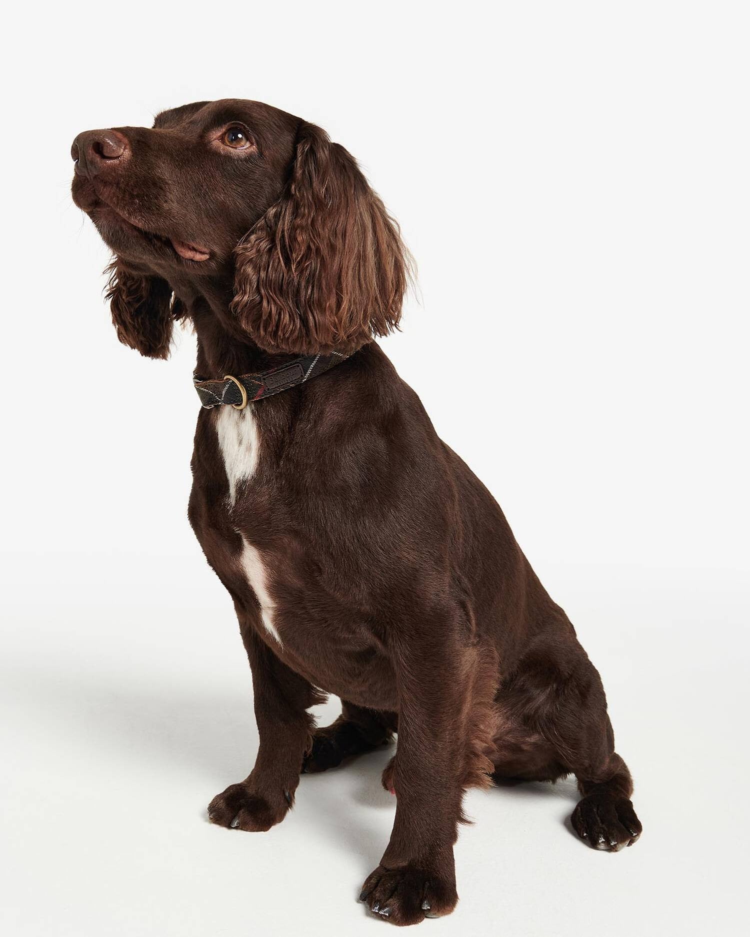 Barbour tartan-webbing-collar-classic-tartan – Legend Story